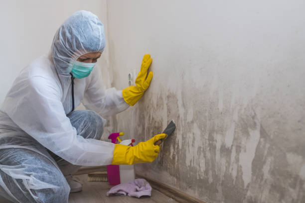 Professional Mold Removal in Natchez, MS