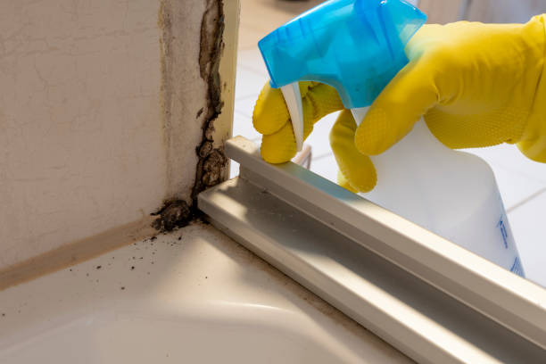 Best Attic Mold Removal  in Natchez, MS