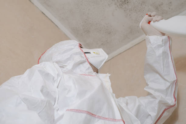 Best Local Mold Removal Service  in Natchez, MS