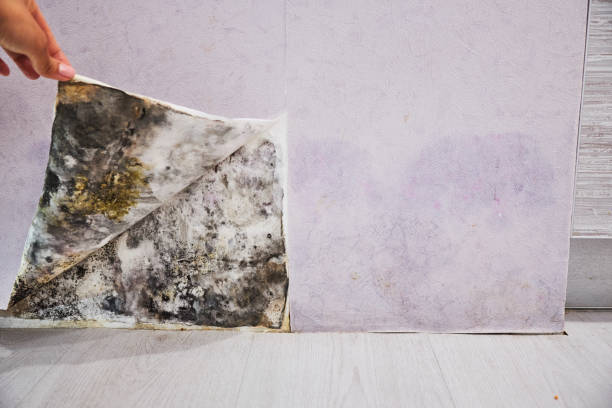 Best Mold Damage Repair  in Natchez, MS